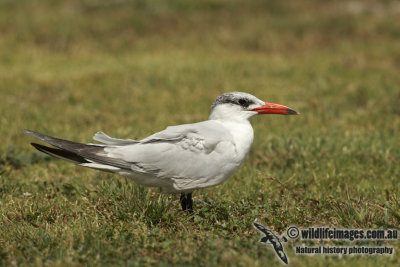 Caspian Tern a0514.jpg