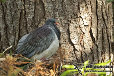 Chatham Island Pigeon a8293.jpg