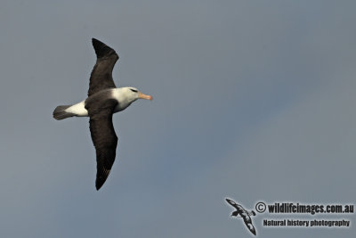 Black-browed Albatross a1921.jpg