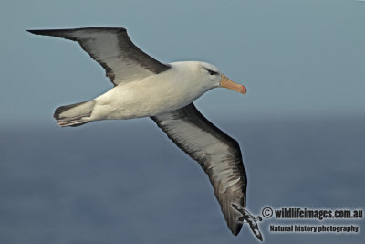 Black-browed Albatross a1950.jpg