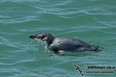 Little Blue Penguin a8354.jpg