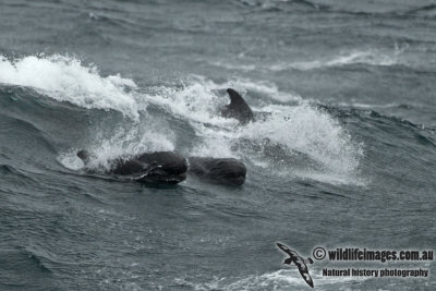 Long-finned Pilot Whale a0962.jpg