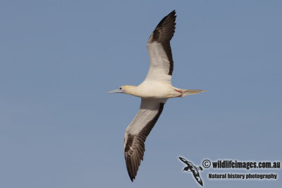 Red-footed Booby 6278.jpg