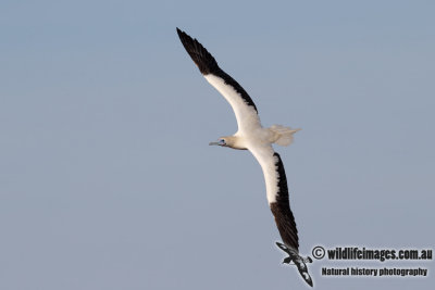 Red-footed Booby 6297.jpg