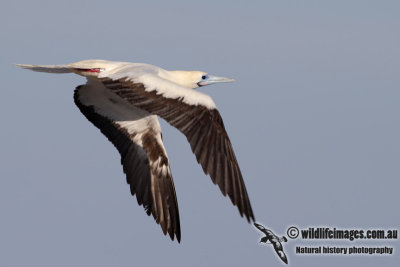 Red-footed Booby 6306.jpg