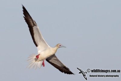 Red-footed Booby 6570.jpg