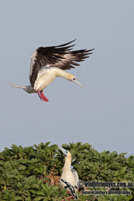 Red-footed Booby 6581.jpg