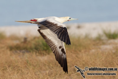 Red-footed Booby 6781.jpg