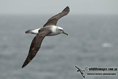 White-capped Albatross a5846.jpg