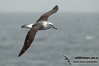 White-capped Albatross