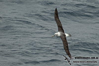 White-capped Albatross a5852.jpg