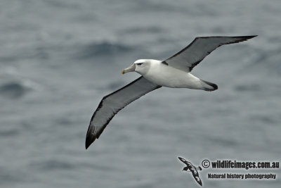 White-capped Albatross a5855.jpg