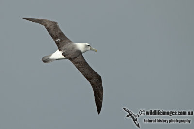 White-capped Albatross a7017.jpg