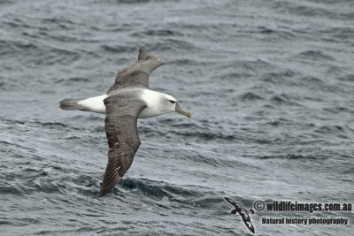 White-capped Albatross