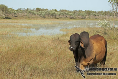 Domestic Cattle a7285.jpg