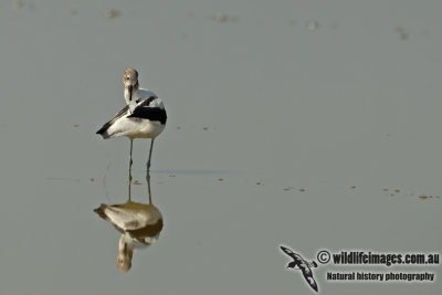 Red-necked Avocet a1902.jpg