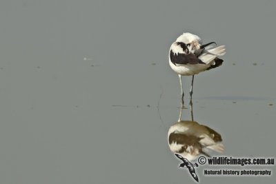 Red-necked Avocet a1920.jpg