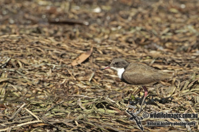 Red-kneed Dotterel a4326.jpg