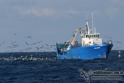 General seabirds