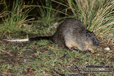 Australian Water Rat 5770.jpg