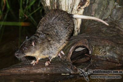 Australian Water Rat 5814.jpg