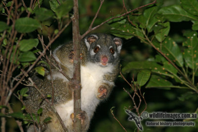 Green Ringtail Possum 7857.jpg