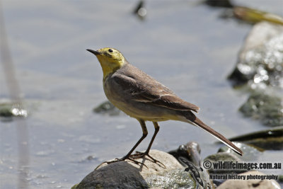 Citrine Wagtail 1470.jpg