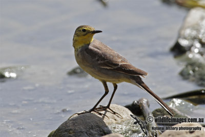 Citrine Wagtail 1475.jpg