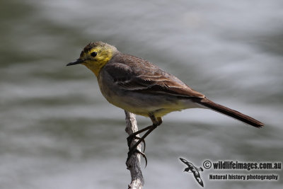 Citrine Wagtail 1597.jpg