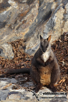 Brush-tailed Rock-Wallaby 4535.jpg