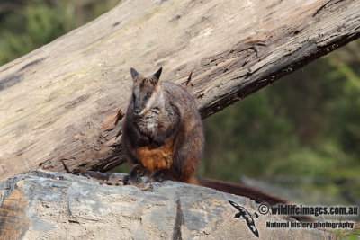 Brush-tailed Rock-Wallaby 4581.jpg