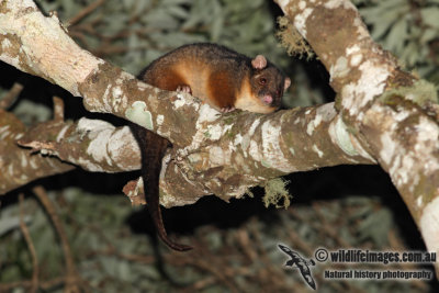 Common Ringtail Possum 8285.jpg