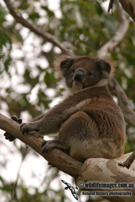 Koala 5013.jpg