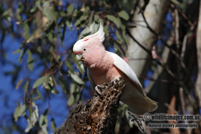 Major Mitchell's Cockatoo 9979.jpg