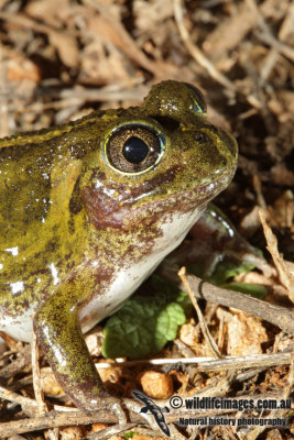 Neobatrachus pictus 3273.jpg