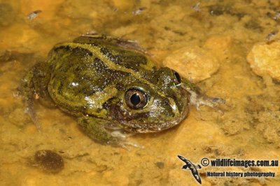 Neobatrachus pictus 3279.jpg