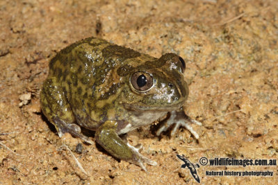 Neobatrachus pictus 3295.jpg