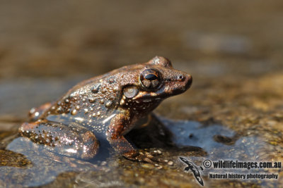 Kimberley Rockhole Frog - Litoria aurifera