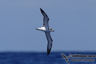 White-necked Petrel 6717.jpg