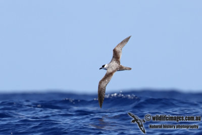 White-necked Petrel 6844.jpg