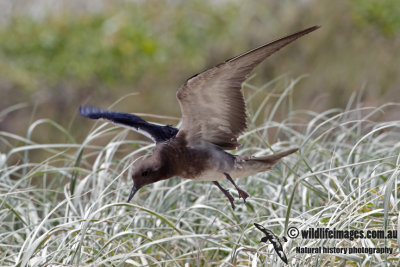 Sooty Tern 8716.jpg