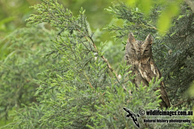 Oriental Scops Owl a0598.jpg