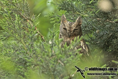 Oriental Scops Owl a0626.jpg