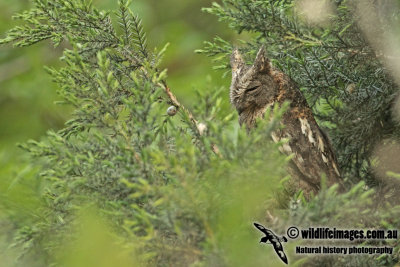 Oriental Scops Owl a0672.jpg