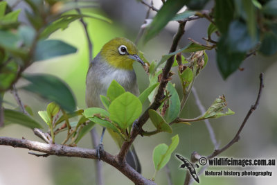 Lord Howe Silvereye 8553.jpg