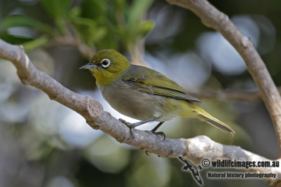 Lord Howe Silvereye 8605.jpg