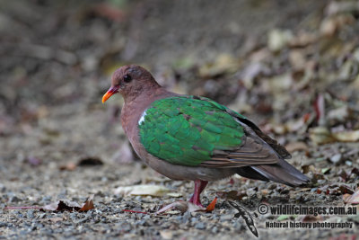 Emerald Dove 7694.jpg