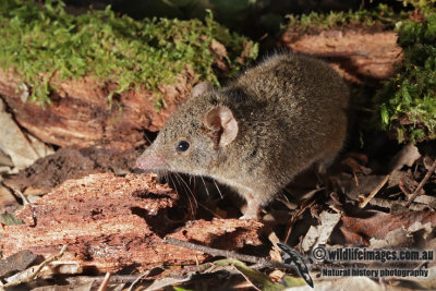 Brown Antechinus 6329.jpg