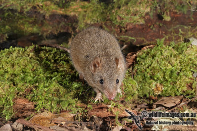 Brown Antechinus 6364.jpg