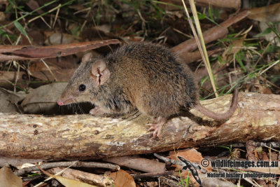 Brown Antechinus 9094.jpg